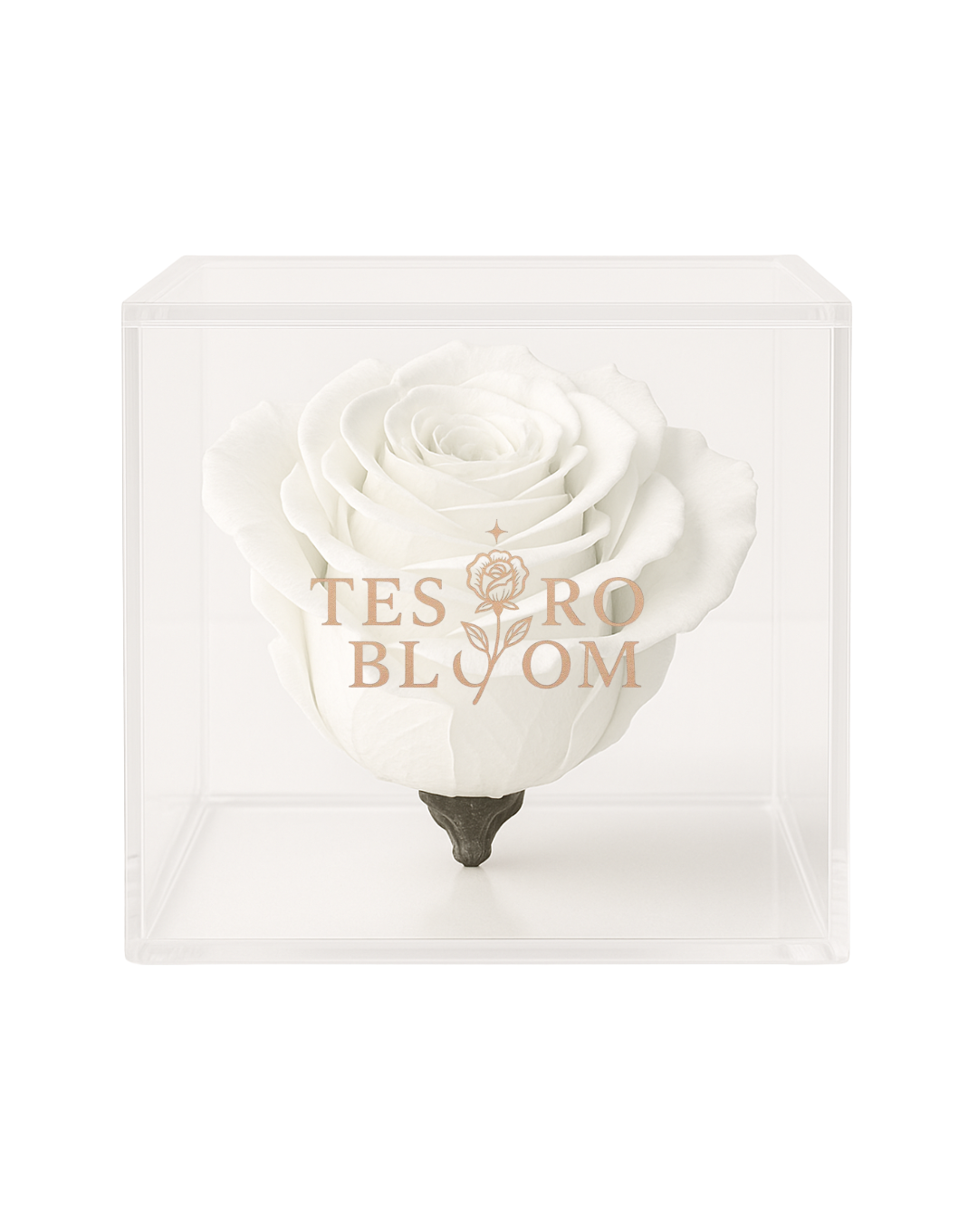 white rose in vase